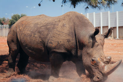 Rhinoceros on field