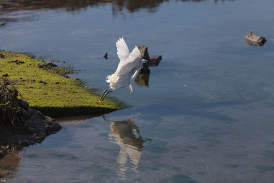 Snowy egret flying over lake