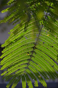 Close-up of fresh green leaf