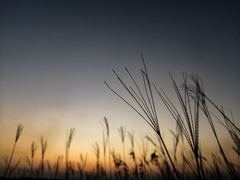 Close-up of stalks in field against sunset sky