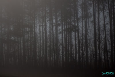 Full frame shot of trees in forest against sky