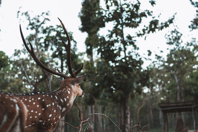 View of deer on tree