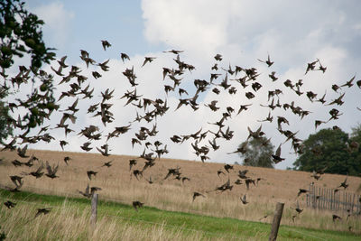 Flock of birds flying against sky