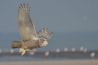 View of snowy owl perched on sand