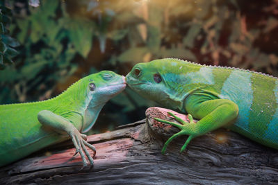 Portrait of two kissing geckos