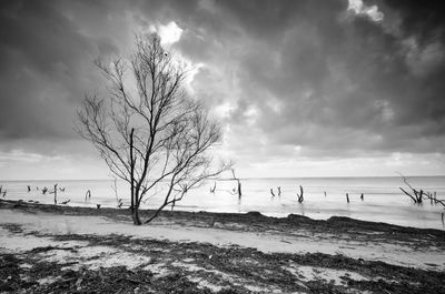 Bare tree on snow covered land against sky