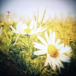 Close-up of white daisy blooming in park