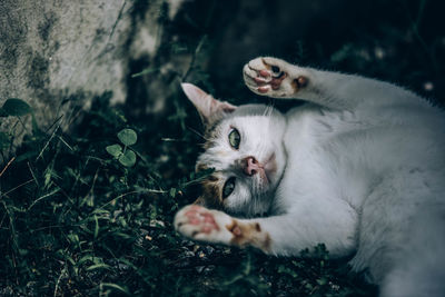 Portrait of cat relaxing on field