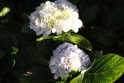 Close-up of white hydrangea blooming outdoors