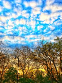 Low angle view of bare trees against blue sky