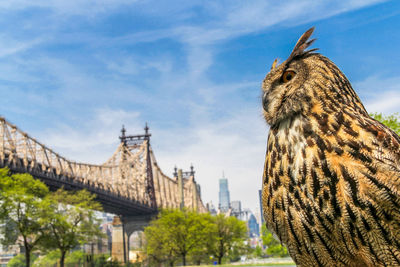 Close-up of great horned owl by queensboro bridge