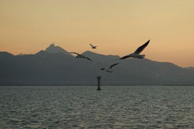 Seagulls flying over sea against sky during sunset