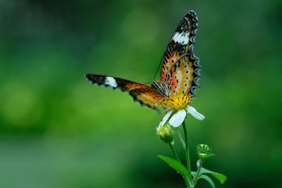 Close-up of butterfly pollinating on flower