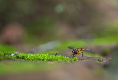 Close-up of ant on leaf