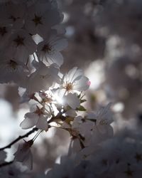 Close-up of cherry blossom