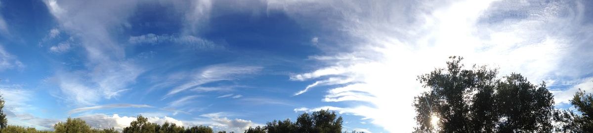 Low angle view of trees against cloudy sky