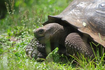 Close-up of a turtle on field