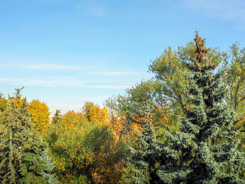 Low angle view of trees against blue sky