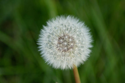 Close-up of dandelion flower