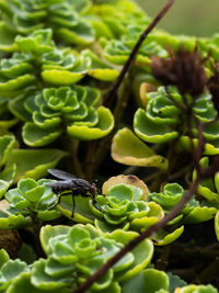 Close-up of insect on plant