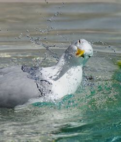 Close-up of duck swimming in sea