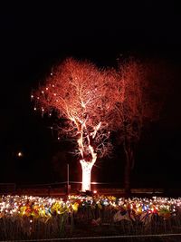 Firework display at night