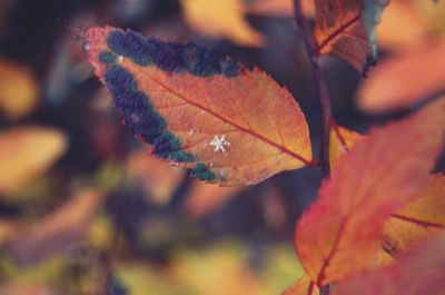 Close-up of maple leaf