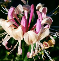 Close-up of pink flowers