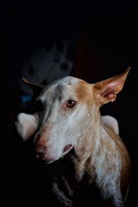 Close-up portrait of dog looking away