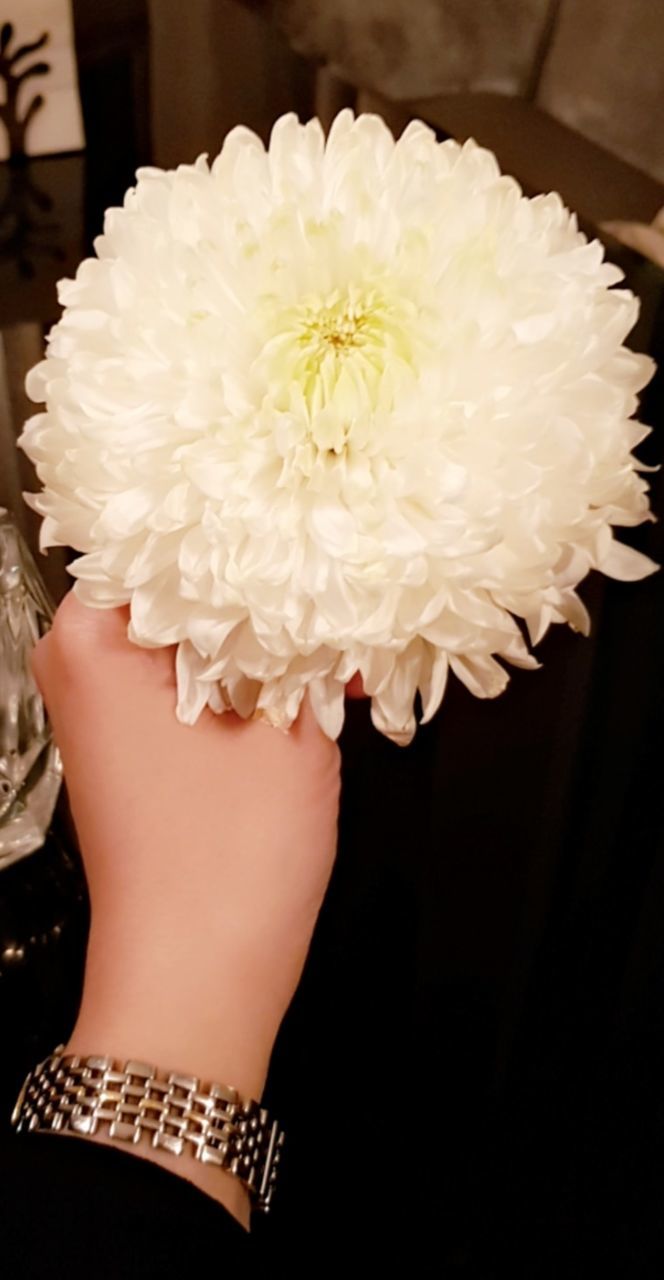 CLOSE-UP OF WOMAN HAND HOLDING FLOWER