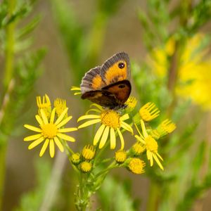 Close-up of butterfly on yellow flower