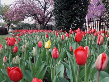 Close-up of red tulips in park