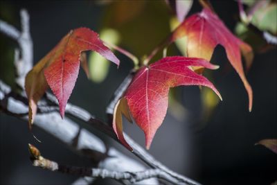 Close-up of pink flower