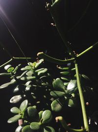 Close-up of fresh green plant