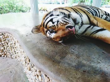 Close-up of tiger relaxing outdoors