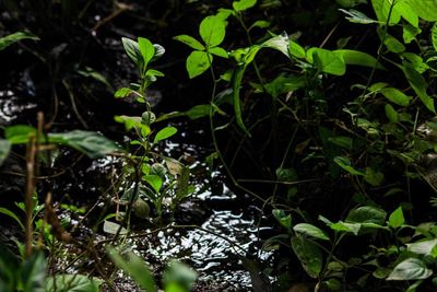 High angle view of wet plants in forest