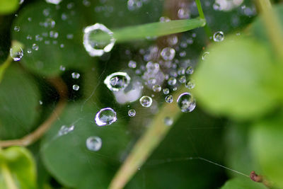 Close-up of water drops on leaf