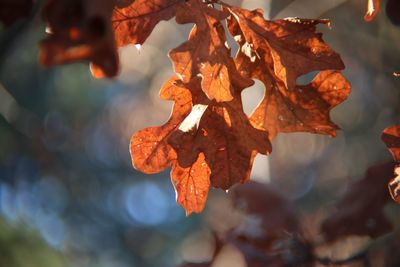 Close-up of autumn leaves on tree