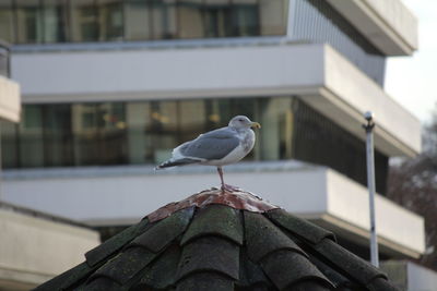 Seagull perching on a roof