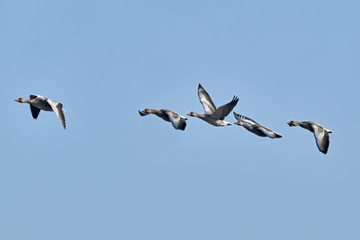 Low angle view of seagulls flying