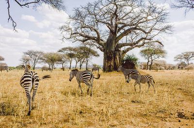 Zebras during a safari in tarangire national park in tanzania 