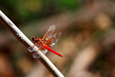 Close-up of insect