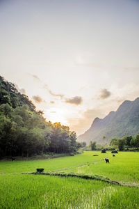 Sundown in vietnam over rice 