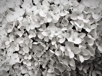 Full frame shot of flowers