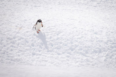 Gentoo penguin descends snowy slope casting shadow