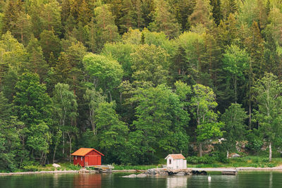 Scenic view of lake in forest