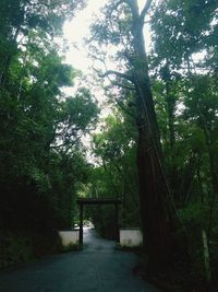 Trees in forest against sky