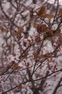 Close-up of pink magnolia blossoms in spring