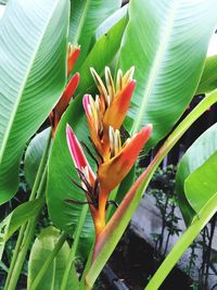 Close-up of flowers blooming outdoors