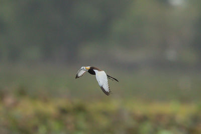 Close-up of bird flying